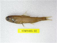 藏品(奈氏眼眶魚)的圖片
